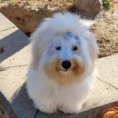 다산 애견훈련소 이미지