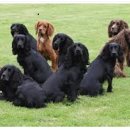 도그필드 이미지