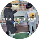 해피주 동물카페 원주점 이미지