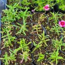 레몬스위트바질,라즈베리7개 택포1만원 이미지