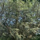 고망1 | [제주도 3박 4일] 1일차 / 장춘식당, 아베베 베이커리, 창 고망난 돌, 청굴물, 김녕 해수욕장, 비자림...