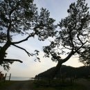 완도 미라리 상록수림 이미지