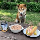 댕댕이숲 이미지