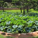 고택 수련 이미지