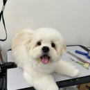 멍멍깍까 이미지