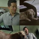 피디