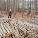 도리마을 숲 이미지