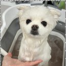 두르밍 | 평택애견샵 반려견의 행복을 위한 맞춤형 미용, 두르밍 후기