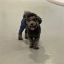 멍화만사성 이미지