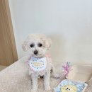 쉘위댕댕 이미지