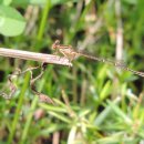 모둘자리 이미지