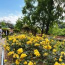 장미마을 | 부산 장미 명소 추천! 화명 장미마을 솔직 후기와 꿀팁 🍀🌹