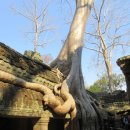 베트남 및 캄보디아 자유여행기(35) : 앙코르유적 "따 쁘롬"을 돌아보며 이미지
