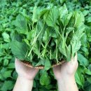 부지깽이 이미지