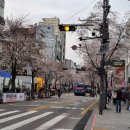 연세로 | 신촌연세로 벚꽃길 산책 후기 (260330) #벚꽃 #신촌벚꽃 #데이트 #연세대벚꽃 #신촌벚꽃거리 #벚꽃거리