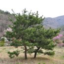바늘정원 이미지