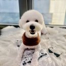 플러스동물의료센터 | 공감플러스동물의료센터 미용실