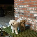 고운채 스테이 이미지