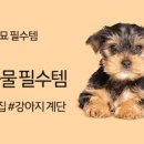 애견 11번가 이미지