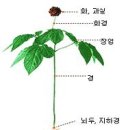 인삼(Ginseng) 관련 물품의 품목분류 이미지