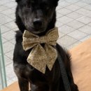 동물병원알루 이미지