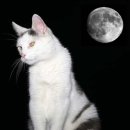 칠곡군립노인요양병원 | ● 주간 반려동물 뉴스 [국내] 스크랩 (06/10~06/16)