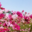 코스모스 이미지