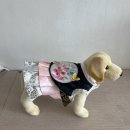 강아지 뷰티 이미지