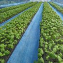 깻잎농원 이미지