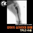 정강동물병원 | 강아지 십자인대 파열 - TPLO 수술후기. 십자인대수술후기.대구 24시 동물병원 알파동물메디컬센터