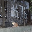 ㅜㅜ목에 케이블타이 묶인 고양이 잡았어요ㅠㅠㅠㅠㅠㅠ(횡설수설 길어요) 이미지