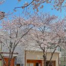 🌸울산 우정동 카페 추천 - 벚꽃맛집아름다웠던 봄의...그리고 커피도 왜케 맛있니..) !! 텐퍼센트 커피 🌸