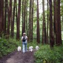 하늘보리피자도계점 | 충북옥천 화인산림욕장 메타세콰이어숲 애견동반후기,우리나라최대메타숲 추천산책