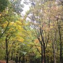 메타세쿼이어길 화장실 이미지