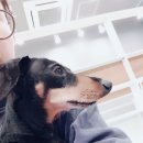 24시 동탄윌 동물의료센터 이미지