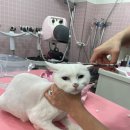 밀크펫살롱 이미지