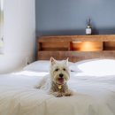 별빛애견펜션 이미지