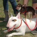 강아지홀릭 이미지