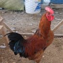 순종종계농장 이미지