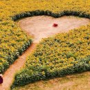 해바라기농장 이미지