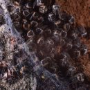 브니엘농장 이미지