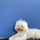 댕댕놀이터 아라점 이미지