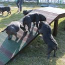 우리켄넬 이미지