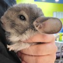 로던트클럽 화정 본점 이미지