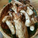 솔향이 진한 이미지