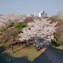 백년벚꽃협동조합 이미지