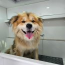 멍뭉워시 이미지