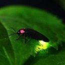 반딧불이 이미지