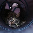 착한 고양이 이미지