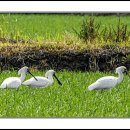 파주에서 만난 저어새(spoonbill) 이미지